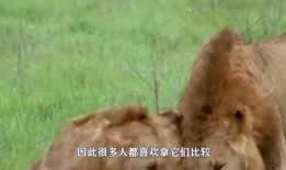 谁爆料八卦大驴的视频最新,视频爆料背后的惊人真相